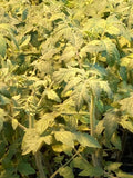 Mortgage Lifter Tomato Live Plants - Lot of 2, 6-10 Inches, Solanum lycopersicum, Heirloom Vegetable Plants