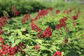 Red Baneberry Seeds for Planting, Native Perennial Wildflower, Shade Tolerant, Edible Berries, Actaea rubra, 50 Seeds