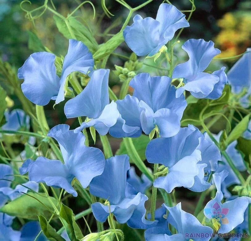 Cheshire Blue Sweet Pea Seeds – 50+ Lathyrus odoratus Climbing Vine for Garden, Fragrant Blue & Purple Flowers, Pollinator Attractant