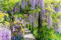 Chinese Wisteria Vine Seeds - 10 Pack, Wisteria sinensis, Climbing Vine for Trellises & Arbors, Purple Fragrant Flowers