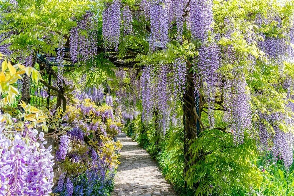Chinese Wisteria Vine Seeds - 10 Pack, Wisteria sinensis, Climbing Vine for Trellises & Arbors, Purple Fragrant Flowers