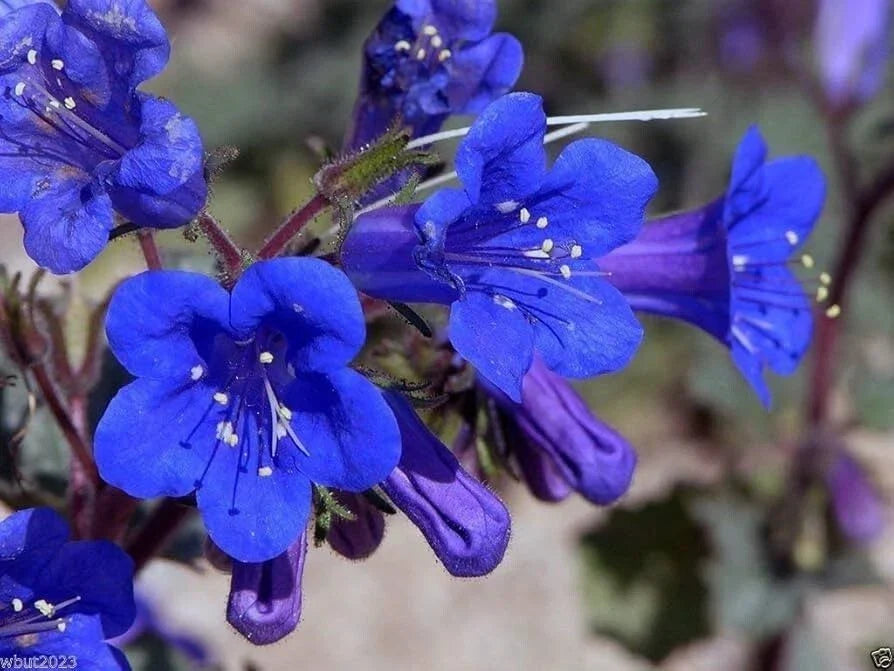 California Bluebell Seeds – 200 Organic Campanula Seeds for Garden, Borders & Containers – Non-GMO, USA Grown