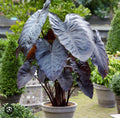 Diamond Head Colocasia esculenta Elephant Ear Small Rooted Starter Plant for Gardens & Indoor Spaces