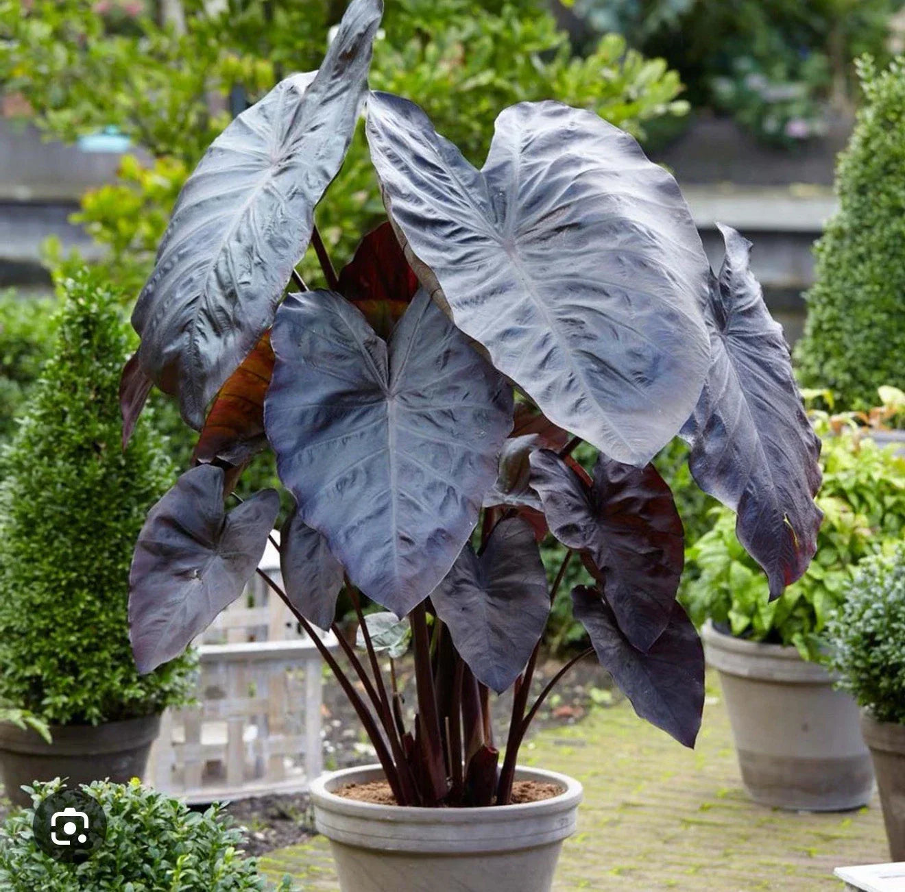 Diamond Head Colocasia esculenta Elephant Ear Small Rooted Starter Plant for Gardens & Indoor Spaces
