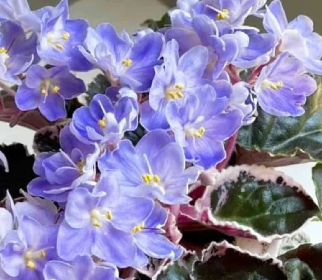 African Violet Leaves - 2 Pack for Propagation - Saintpaulia ionantha - Indoor Garden, Fuzzy, Healthy, Easy to Grow