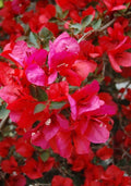 Bougainvillea Starter Plant - San Diego Red Variety - Well Rooted Plug - Bougainvillea glabra