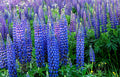 Wild Lupine Seeds, Perennial Wildflower, Lupinus perennis, Full Sun, Pollinator Attracting, Garden Wildflower Seed Pack