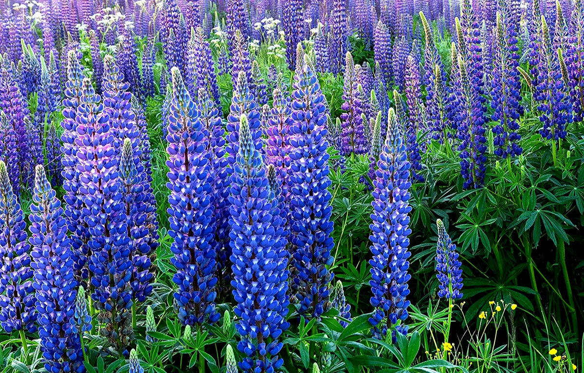 Wild Lupine Seeds, Perennial Wildflower, Lupinus perennis, Full Sun, Pollinator Attracting, Garden Wildflower Seed Pack