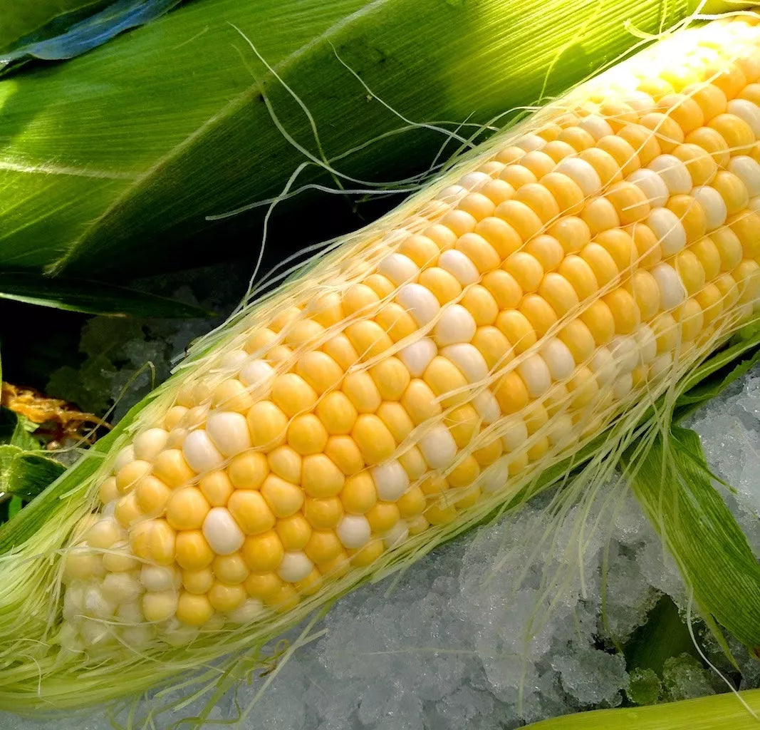 Peaches and Cream Bi-Color Sweet Corn Seeds, Zea mays, Non-GMO, 23 Seeds, Full Sun, Home Garden, Free Shipping on 15+ Packs