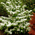 Popcorn Viburnum Live Plants 20-24 Inches | Deciduous Shrub Viburnum plicatum f. plicatum for Garden Landscape
