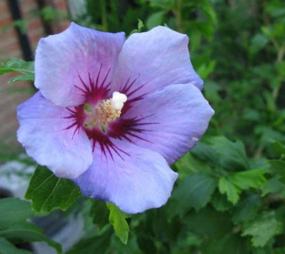 Blue Bird Hibiscus Starter Plant 7L | Althea Rose of Sharon Hardy Flowering Shrub for Garden