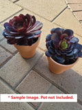 Black Rose Aeonium Arboreum Succulent Cuttings 6-8" – Dark Purple Rosettes, Indoor & Outdoor Plant, Easy Care, 24 Pack