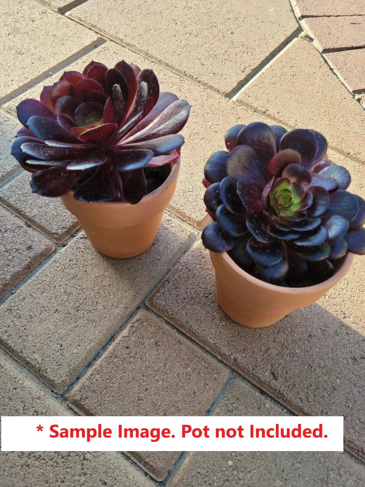 Black Rose Aeonium Arboreum Succulent Cuttings 6-8" – Dark Purple Rosettes, Indoor & Outdoor Plant, Easy Care, 24 Pack