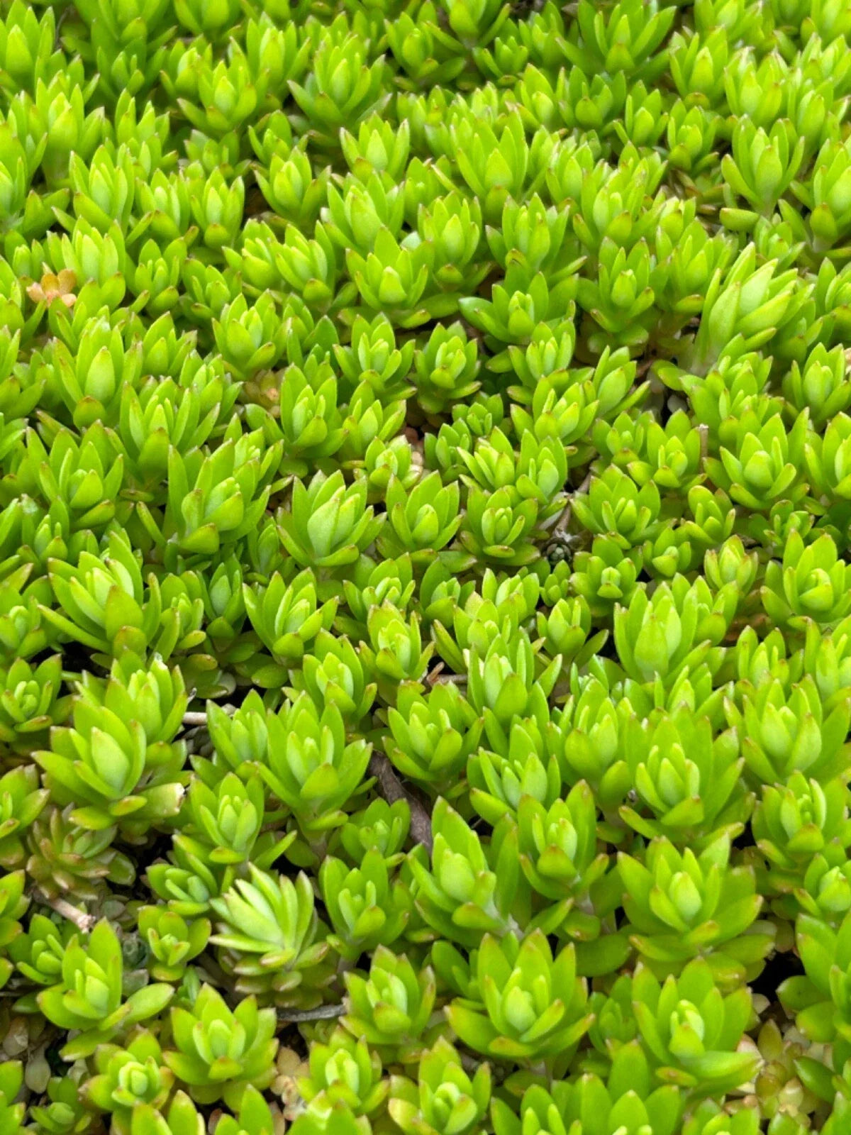 Angelina Sedum Live Plants - 5in Perennial Ground Cover - Sedum rupestre 'Angelina' - Organic, Pesticide-Free, Drought Tolerant