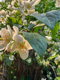 Philadelphus Coronarius Cuttings – 10 Rooted Sweet Mock Orange, English Dogwood, Fragrant White Flowers, Hardy Shrub for Garden