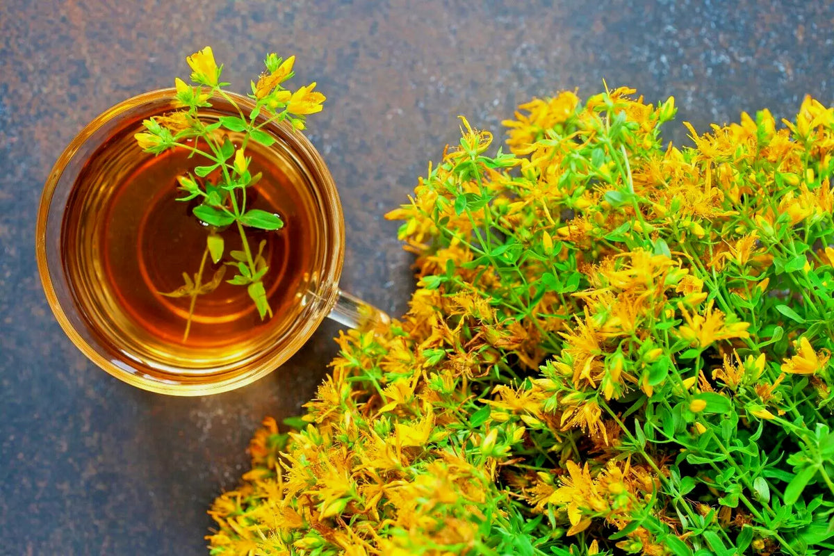 St. John's Wort Herb Seeds 1000 Count - Hypericum Perforatum, Easy to Grow, Bulk Seeds, Perennial, Garden Planting