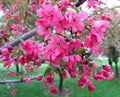 Prairifire Crabapple Seeds - 25+ Malus 'Prairifire' Ornamental Tree Seeds for Garden Planting