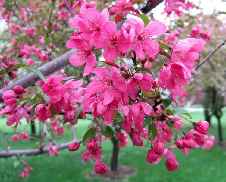 Prairifire Crabapple Seeds - 25+ Malus 'Prairifire' Ornamental Tree Seeds for Garden Planting