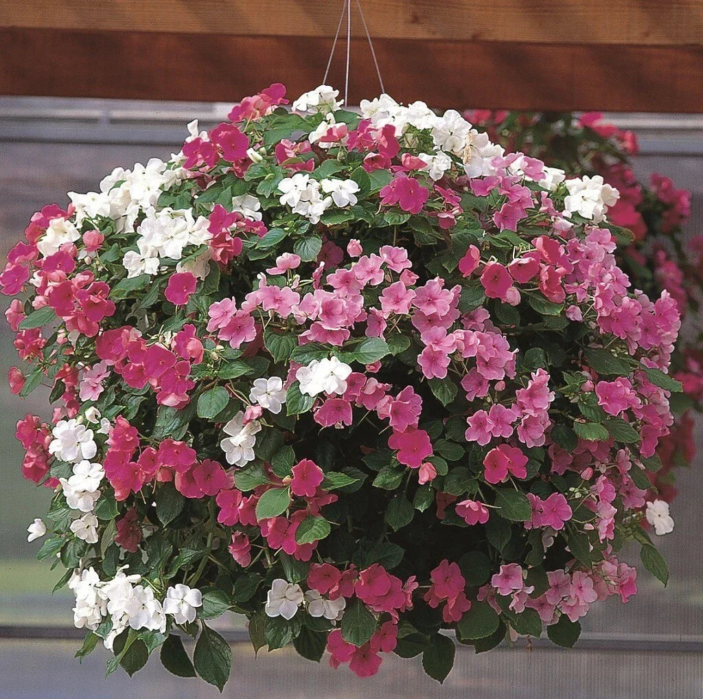 Busy Lizzy Seeds - Impatiens walleriana - 1000 Seeds - Colorful Flowering Plants for Shade Gardens