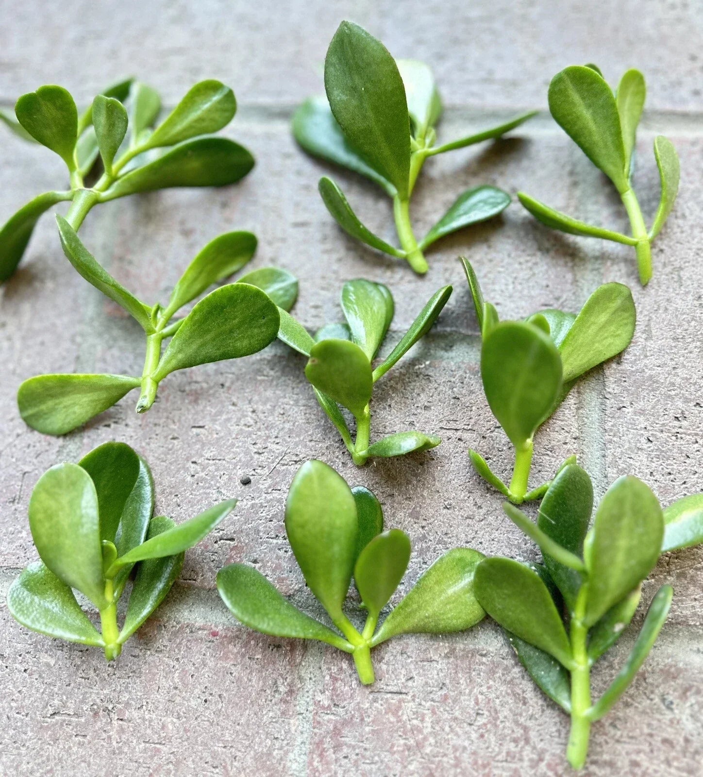 Jade Plant Cuttings - 5 Succulent Clippings - Crassula ovata - Lucky Money Plant - Indoor Garden Propagations