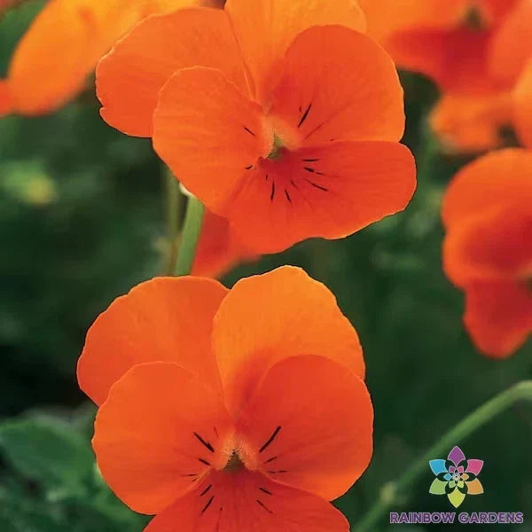 Pansy Seeds 200+ Sorbet XP Deep Orange Viola Seeds for Garden, Annual, Vibrant Blooms, Easy to Grow, Pollinator Friendly