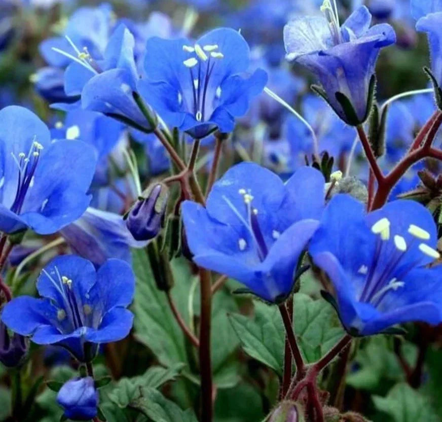 California Blue Bells Seeds – 2000+ Annual Wildflower Seeds, Phacelia campanularia for Garden Planting