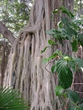 Ficus Benghalensis Tree Seeds - Ornamental Tropical Plant for Indoor & Outdoor Gardening