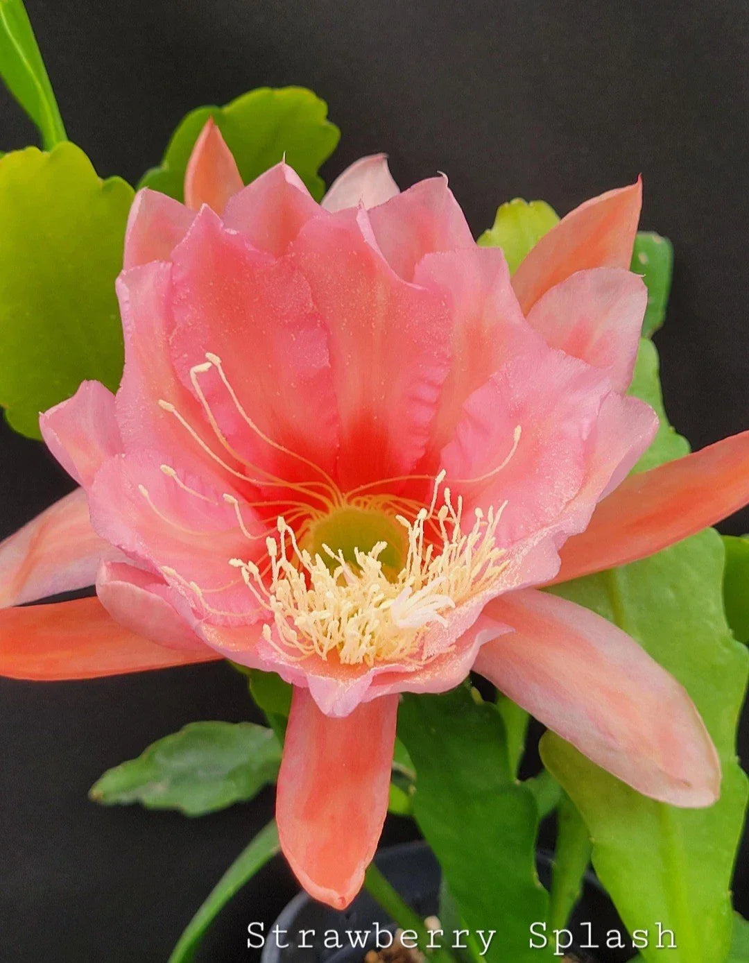 Strawberry Splash Epiphyllum Live Plant in 4-Inch Pot | Large Flowering Cactus | Indoor & Outdoor Epiphyllum Hybrid