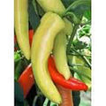 Sweet Hungarian Yellow Wax Pepper Seeds – Heirloom Non-GMO Capsicum annuum, 500 Pack for Garden, Container, and Backyard Growing