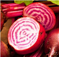 Chioggia Beet Seeds - Non-GMO Beta vulgaris var. cicla for Home Gardening, Colorful Candy-Striped Roots