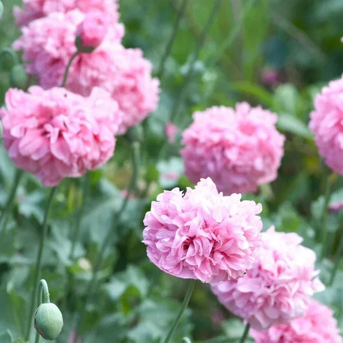 Pale Rose Poppy Seeds - 200+ Pack for Garden Planting - Papaver somniferum - Non-GMO, Easy to Grow, Attracts Pollinators