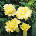Golden Queen Angel Trumpet Seeds – Brugmansia suaveolens – Fragrant Golden Yellow Flowers – Garden Planting, 10 Seeds