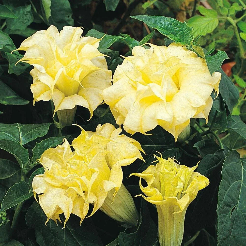 Golden Queen Angel Trumpet Seeds – Brugmansia suaveolens – Fragrant Golden Yellow Flowers – Garden Planting, 10 Seeds