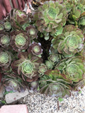 Succulent Cuttings Set - 10 Aeonium Varieties - Propagation Plants for Indoor & Outdoor Gardening
