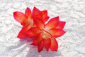 Christmas Cactus Starter Plant - Roxanne Variety - Schlumbergera Truncata - Well Rooted Indoor Plant