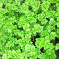 Triple Curled Parsley Seeds - Heirloom NON-GMO Petroselinum crispum for Culinary & Garnishing
