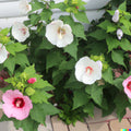 Rose Mallow Seeds - Bulk 500+ Mixed Colors Lavatera trimestris Flower Seeds for Garden Planting