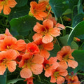 Vesuvius Nasturtium Seeds - 50+ Pack, Edible Flowers, Tropaeolum majus, Vibrant Orange & Red, Easy to Grow Garden Seeds