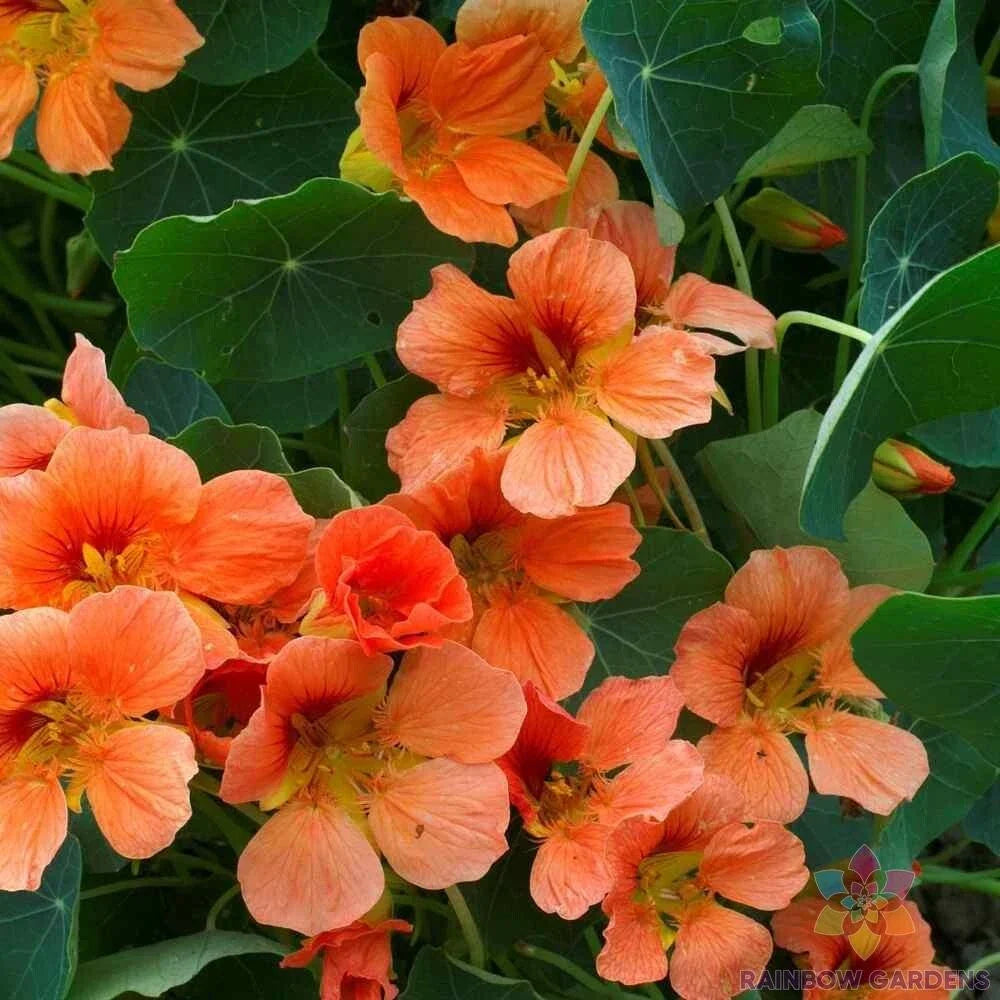 Vesuvius Nasturtium Seeds - 50+ Pack, Edible Flowers, Tropaeolum majus, Vibrant Orange & Red, Easy to Grow Garden Seeds