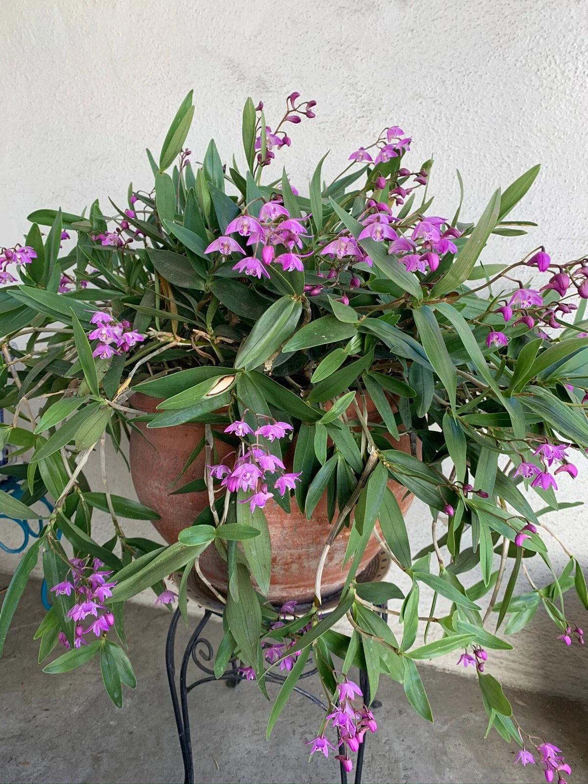 Dendrobium Orchid Plant – Miniature Fragrant Flowers – Dendrobium kingianum (3 Pack) Indoor Garden, Easy Care, Compact Blooming Orchid