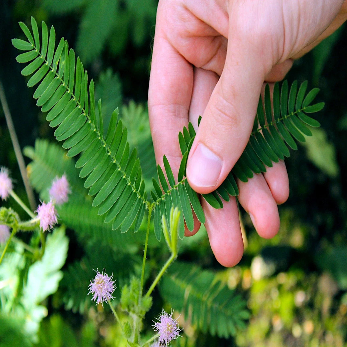 Sensitive Plant Seeds - Dwarf Mimosa pudica Indoor Houseplant - Touch-Responsive Foliage & Pink Flowers - Compact Tropical Garden Seeds