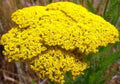 Gold Yarrow Seeds - Achillea millefolium 'Gold' - 100 Fresh Seeds for Gardens & Pollinator Attracting