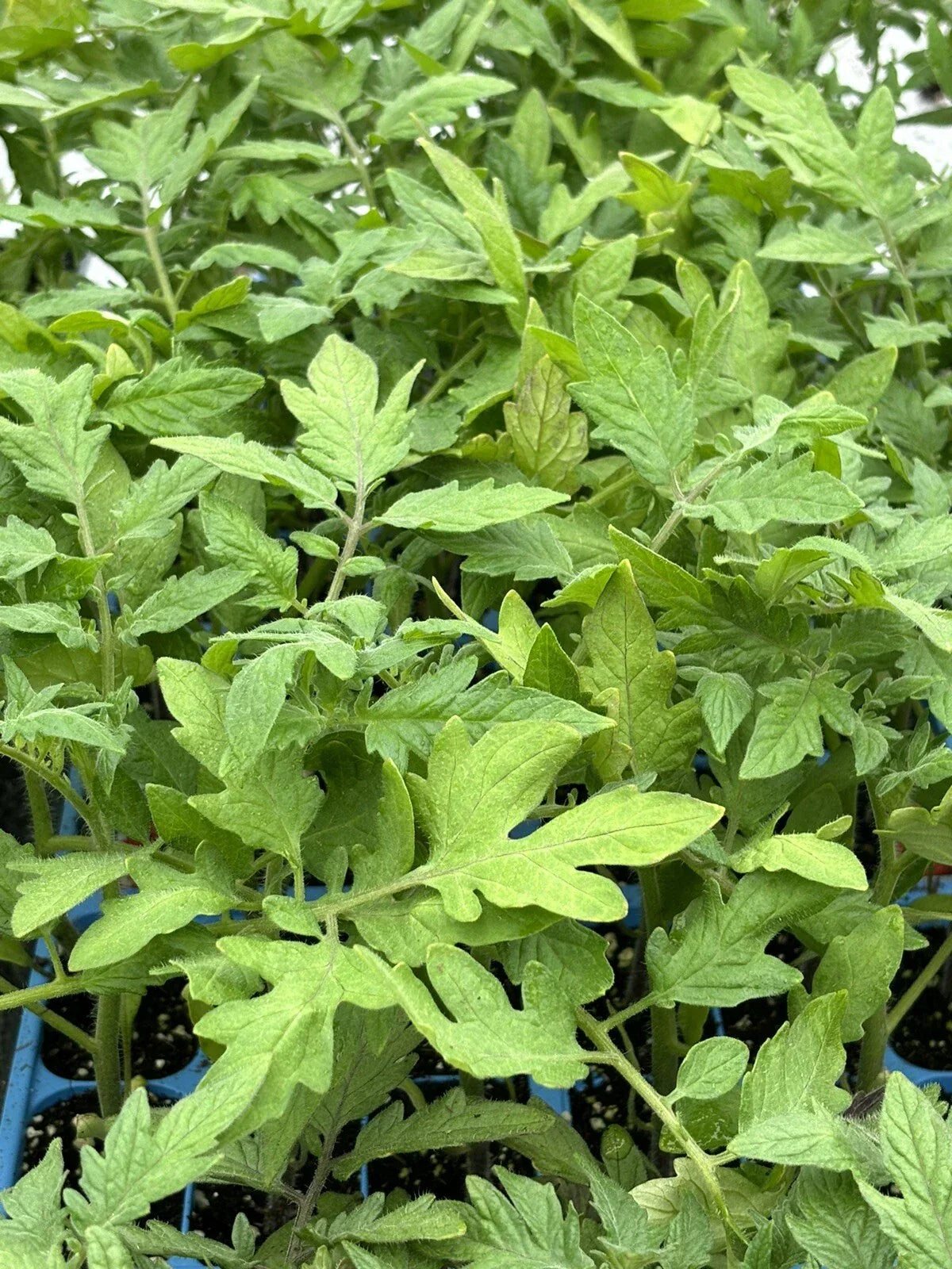 Lot of 2 Live PARK'S WHOPPER Tomato Plants, 6-10 Inches, Solanum lycopersicum, High-Yielding, Full Sun, Garden or Container