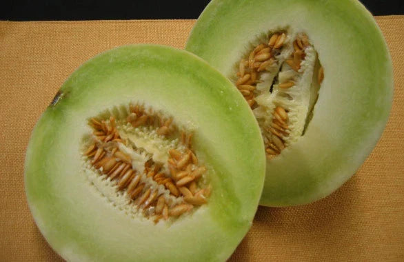 Honey Dew Melon Seeds – Cucumis melo – Sweet, Juicy Melon Seeds for Home Garden, Non-GMO, Open-Pollinated, Pack of 20