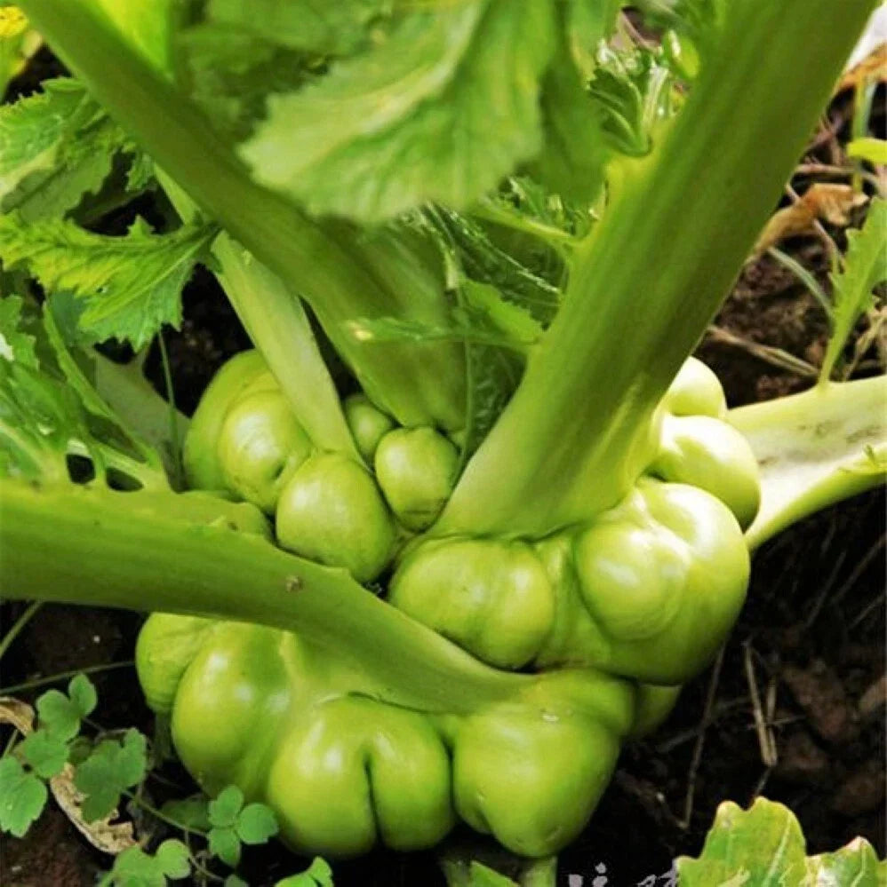 Chinese Stem Mustard Tuber Seeds - Zha Cai Swollen Knob Tsa Tsai Brassica juncea var. tumida, Non-GMO, Easy to Grow