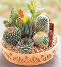 Rare Mixed Cactus Seeds Pack of 100 | Succulent Seeds for Gardening & Terrariums | Various Species