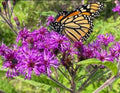 Baldwin's Ironweed Seeds - Organic Vernonia baldwinii Pollinator Attracting Seeds for Native Gardens, 50+ Pack