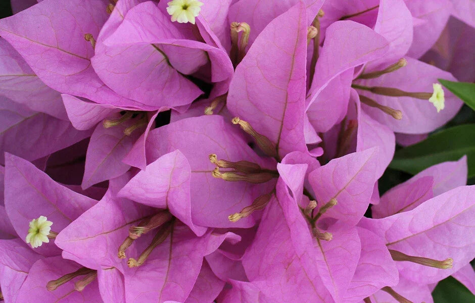 Bougainvillea Starter Plant - RIJNSTAR LILA Variety - Live Plug, Well Rooted, Climbing, Purple Blooms, Bougainvillea glabra, USA Seller