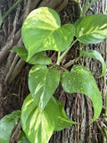 Large Bare Root Climbing Pothos Plant Cuttings - Epipremnum aureum, Multiple Leaves