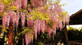 Pink Wisteria Bonsai Tree Seeds - 5 Seeds, Wisteria floribunda, Rare Japanese Wisteria, Climbing Vine for Garden or Indoor Growth